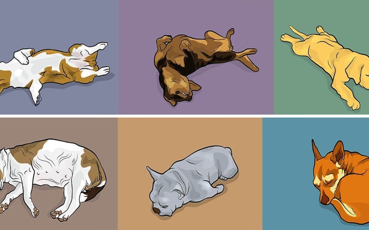 Different Dog Behaviors, Sleeping Positions, And Faces And What They Mean